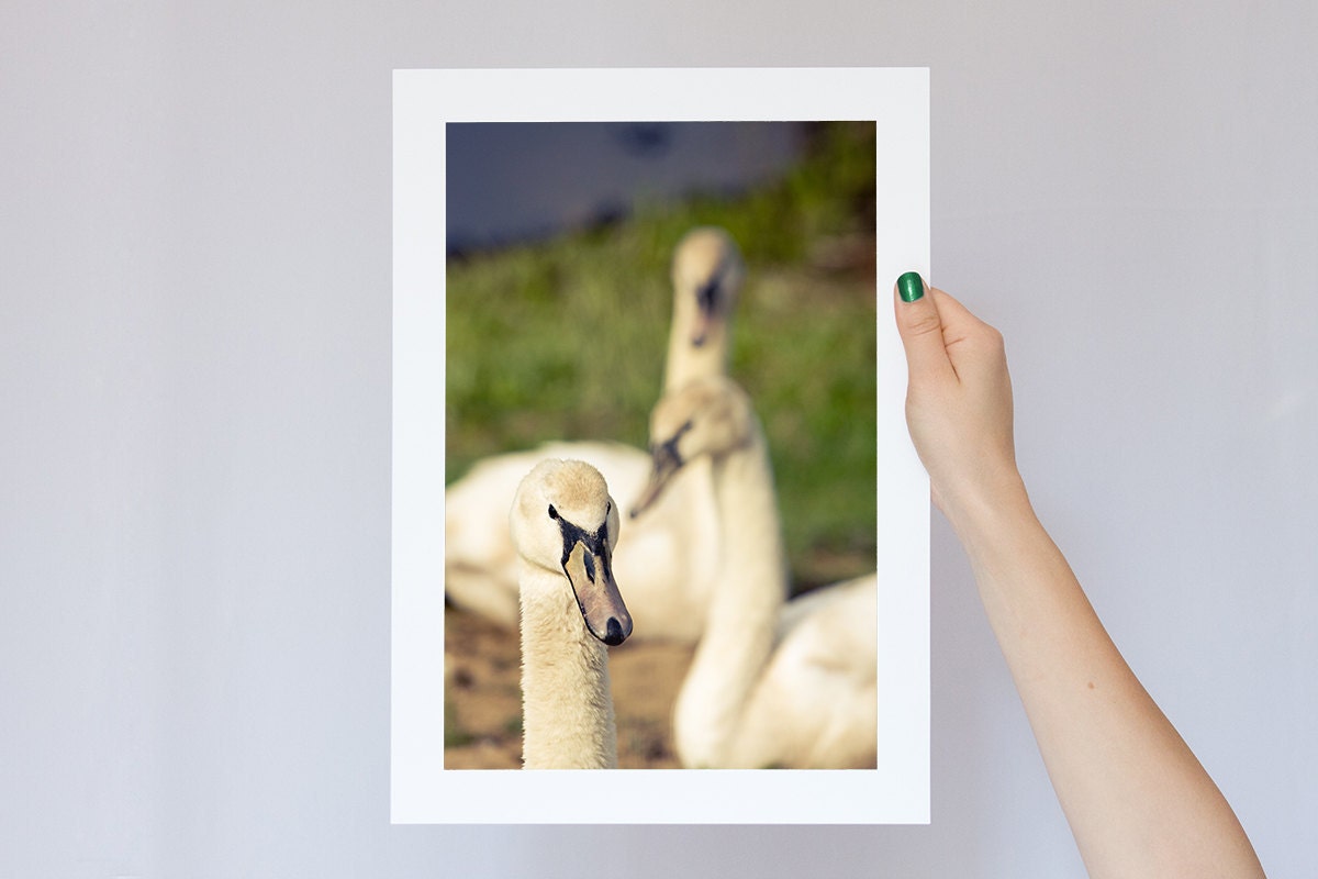 Wildlife Photography, Swans Photograph, Swan Birds Family Portrait, Fine Art Canvas or Photo Paper Print  8x12