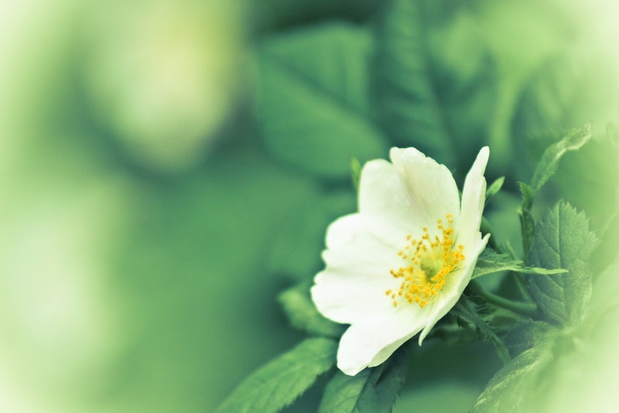 Flower Photography Print, Dreamy Flower Photo, Fine Art Photography Print Photo Paper 8x10 or 8x12 bright chartreuse