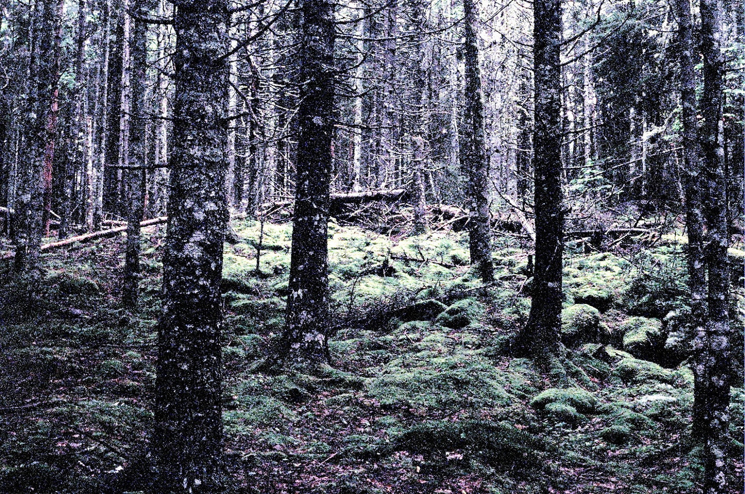 Maine Woods - Film Photography - 8" x 12" Original Art Print