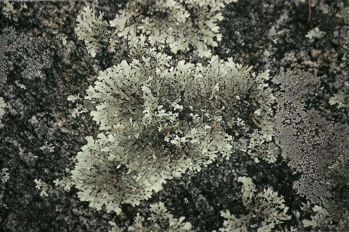 Lichen Growing on Granite At Stone Mountain Park, Georgia - 8 x 10