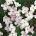Pink Dogwood Blossoms, Atlanta, Georgia - 8 x 10
