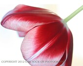 set of 5, full-bleed 5x7 folded cards of a bright pink/white tulip -- blank inside