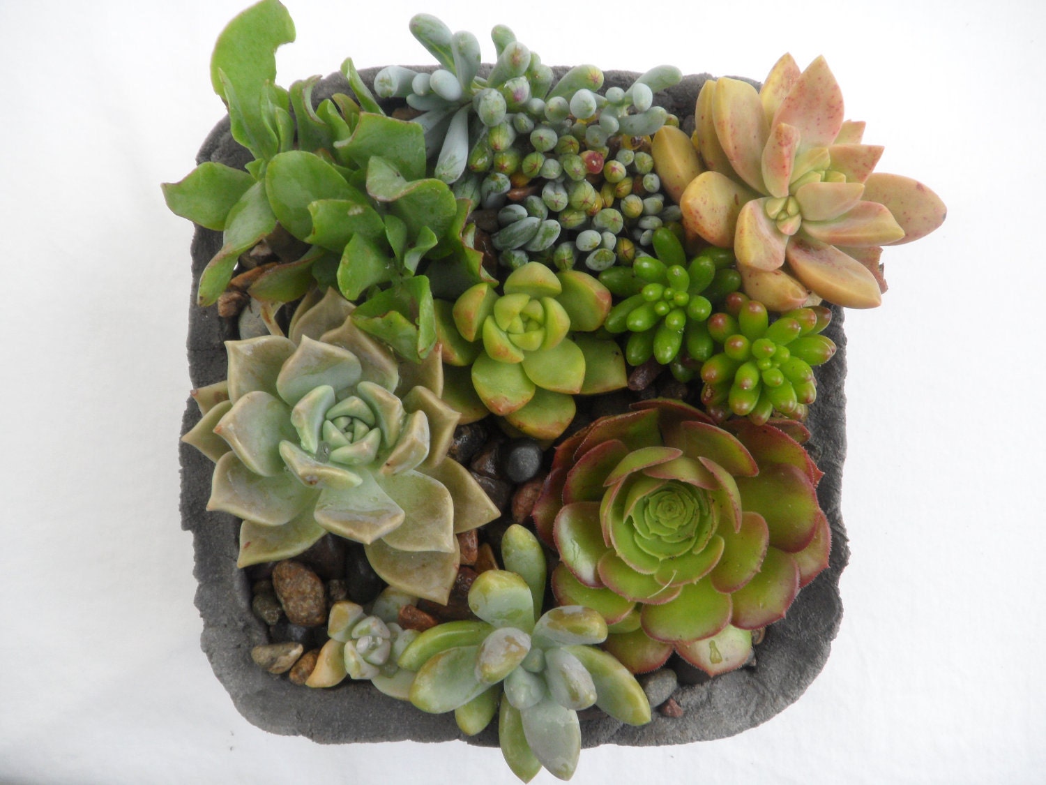 Succulent garden in handmade cement planter