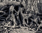 Rivertree, old tree trunk along river, photographic print 8x12"