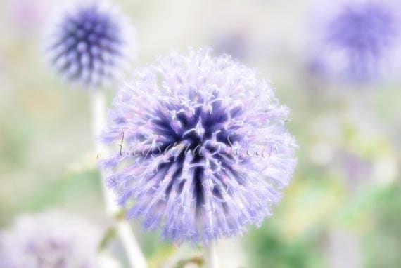 Purple Flower Dandelion, Nature Photo, 8"x12", Meadow fields, Wildflower fields, Switzerland, Zermatt, Home, Nursery, lilac, holiday gifts