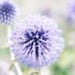 Purple Flower Dandelion, Nature Photo, 8"x12", Meadow fields, Wildflower fields, Switzerland, Zermatt, Home, Nursery, lilac, holiday gifts