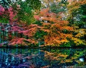 Fall colored leaves surround a path by the water creating reflections, woodland photography print