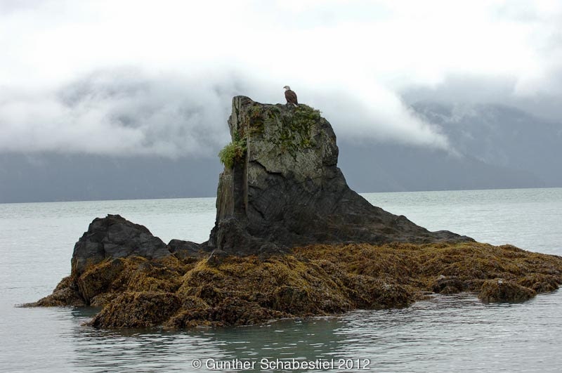 Alaska, Bald Eagle on his pearch in stormy weather on Seward Bay