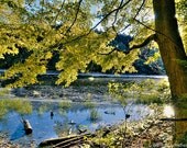 Michigan Pathway, Proud Lake back light thru tree,