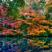 Fall colored leaves surround a path by the water creating reflections, woodland photography print