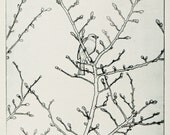chaffinch in tree drypoint print