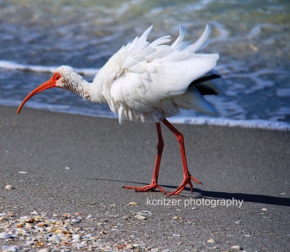 Tussled feathers white Ibis on North Captiva Island, Florida Coastal photography