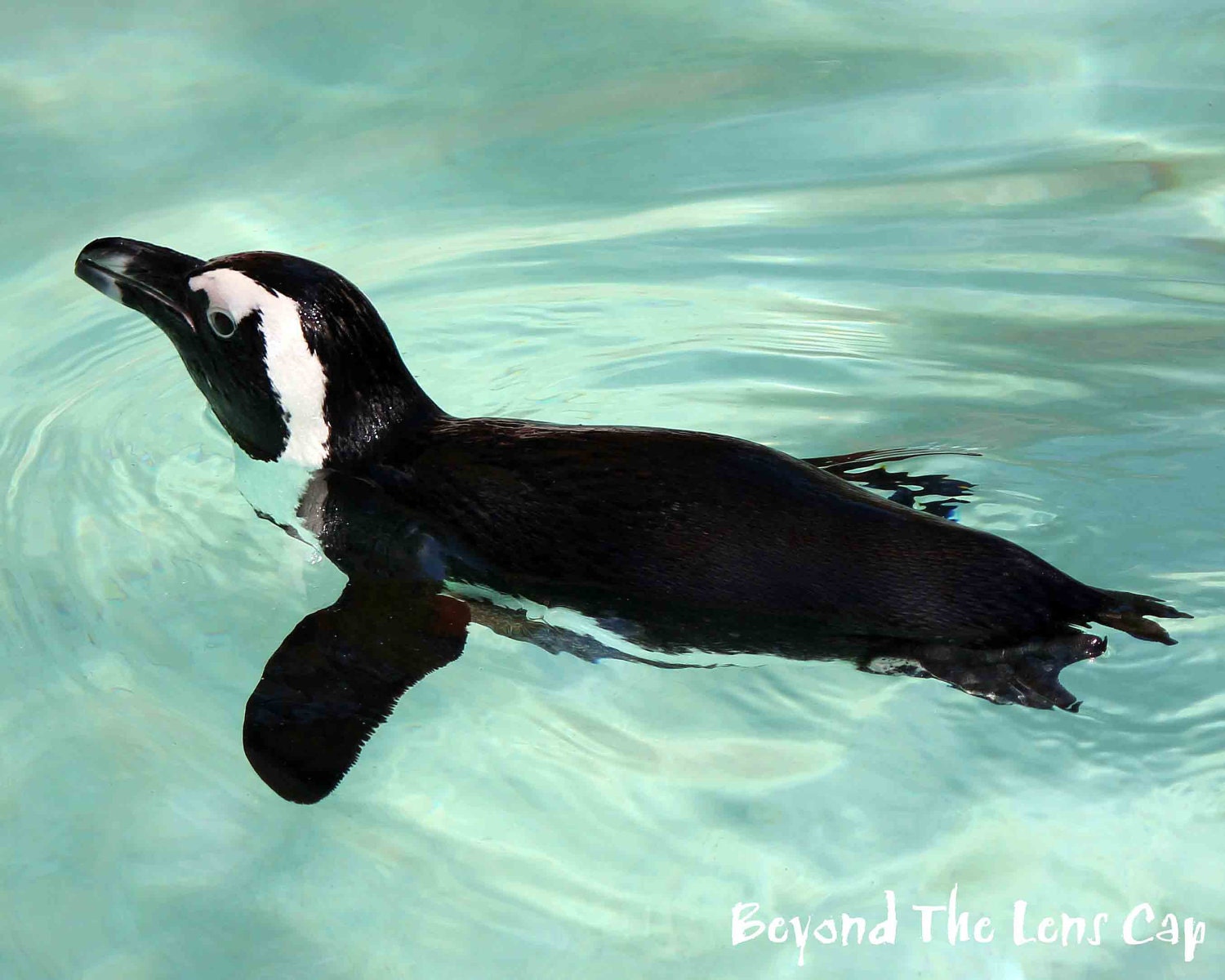 penguin swim
