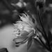 Beautiful Columbine Flower - BLack and WHite photography, flower photography, nature, garden