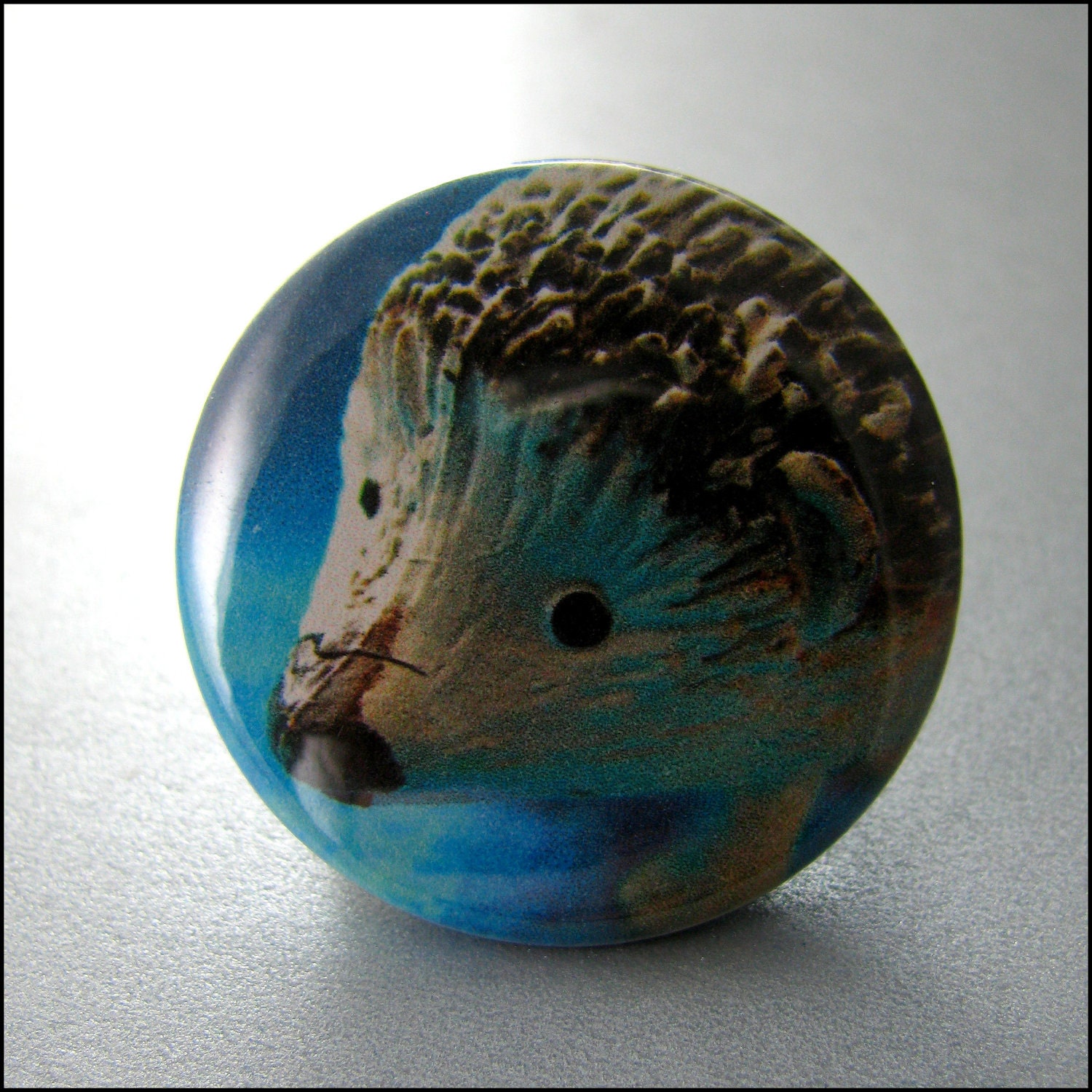 Pinback Button Hedge Hog Black White Blue Original Photography 1.5 Inch Badge by ButtonMunch