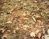 Nature Photo, Fall Season, Dead Leaves, September, Soft Brown Green Tones, Nature Landscape Grassland Photography Moody Wall Art Home Decor