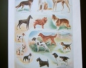 1948 BREEDS OF DOGS dictionary color plate