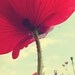 Red Poppy, Blue Sky 17"x13" Botanical Fine Art Photography Nursery Wall Decor Whimsical Fun Bright Macro