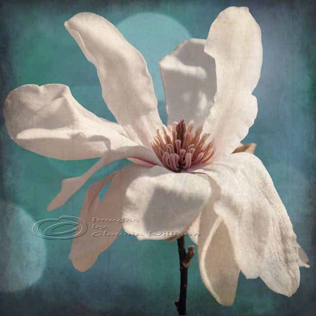 Flower photo white & teal magnolia fine art print 12x12"