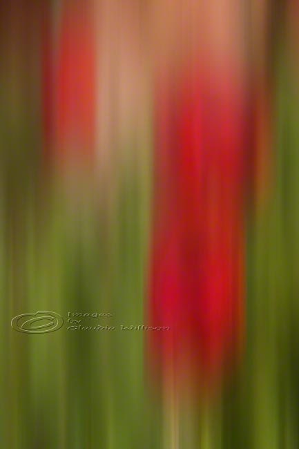 Abstract Photo poppy fine art red green print 12x18"