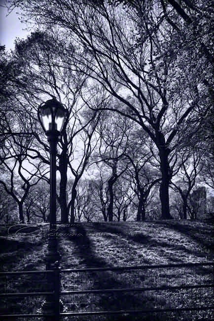 Central Park New York photo black & white architecture 8x12"  print