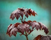 Rain photo spring raindrops maple home decor teal 8x10" print