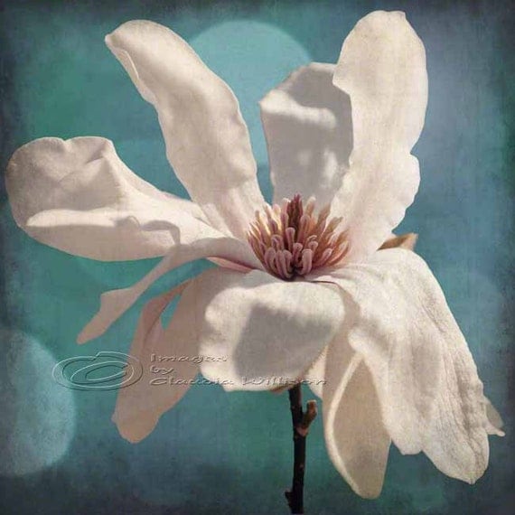 Flower photo white & teal magnolia fine art print 12x12"