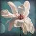 Flower photo white & teal magnolia fine art print 12x12"