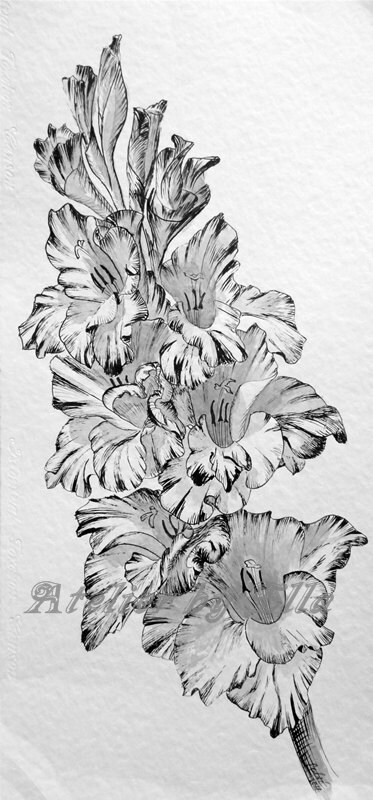 Gladiolas Original Drawing Ink