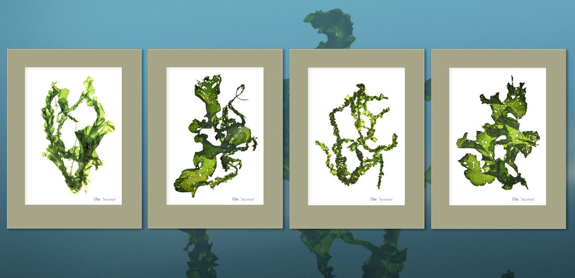 Sea Lettuce SeaweedArt Prints