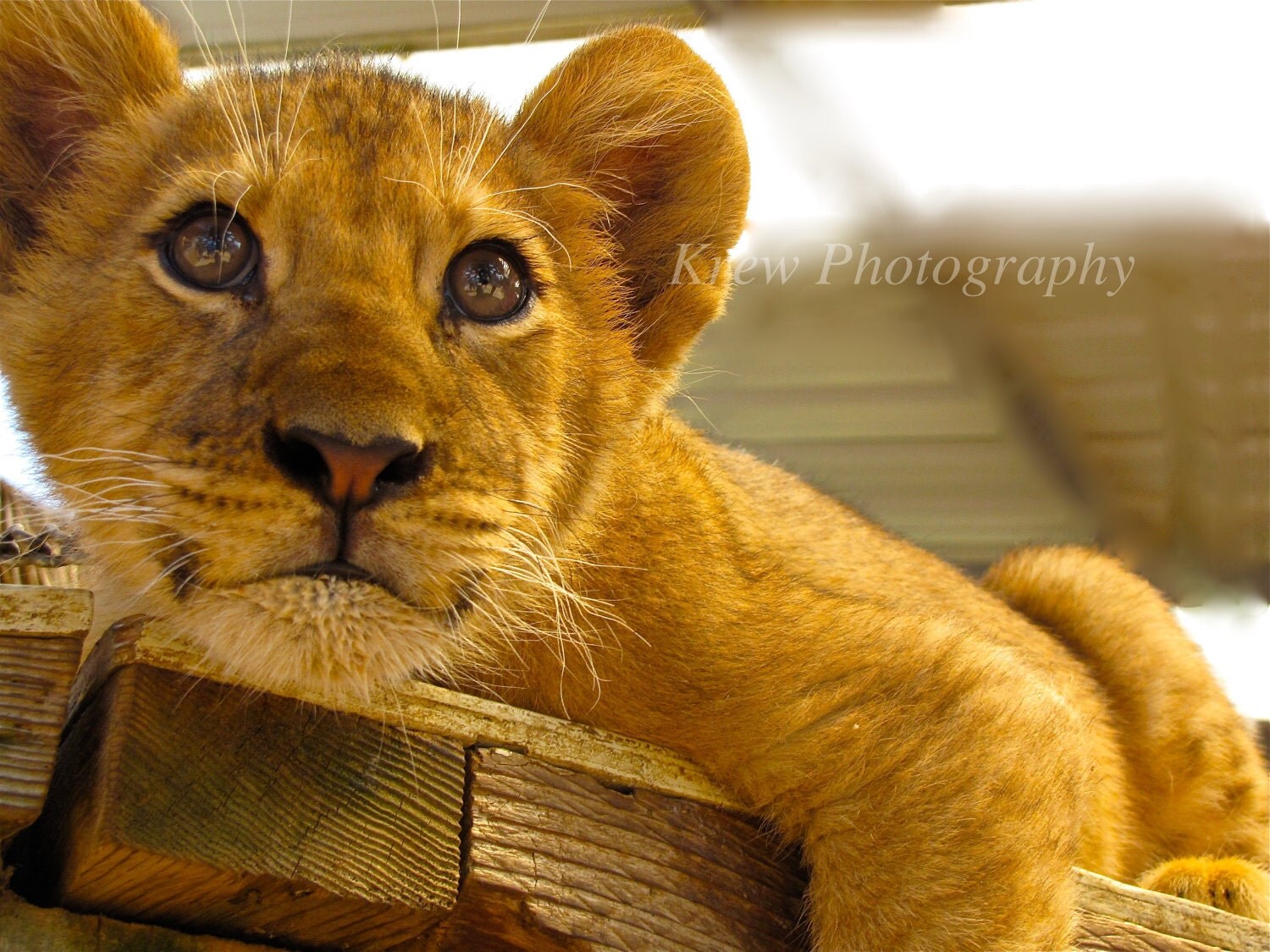 Lion Baby Pictures