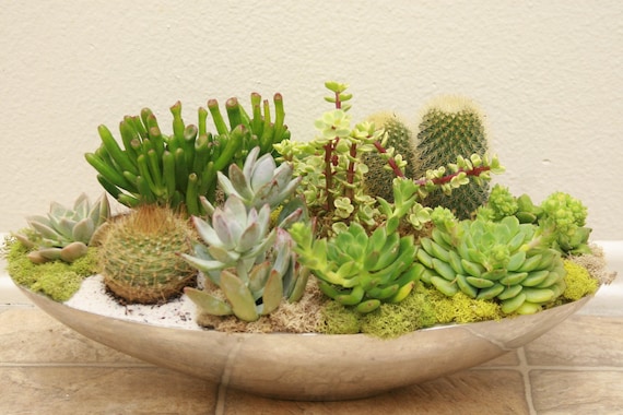 Another World Succulent Centerpiece
