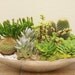Another World Succulent Centerpiece