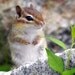 Chipmunk Sitting on a Rock - 5x7 Fine Art Nature Photography