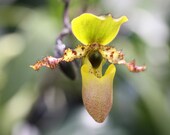 8x10 Photo -- Yellow Lady Slipper Orchid 1 -- Fine Art Floral Photography Print -- Home Decor, Flowers, Art