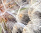Dandelion Seeds Natural Colors Brown White Green Fine Detail Home Decor Fine Art Print 12x18 "Dandelion" - LawsonImages Dandelion Seeds Natural Colors Brown White Green Fine Detail Home Decor Fine Art Print 12x18 "Dandelion" - LawsonImages
