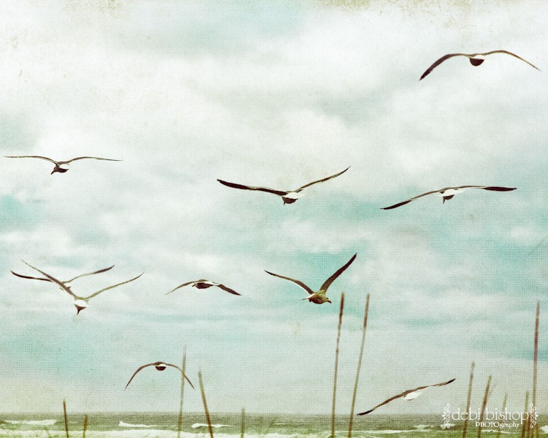 Seagulls Flying Birds Seaside Sky  - 8x10 Photograph - Home Decor Fine Art Print - Turquoise Cyan