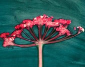Crowds of Pink (reproduction)