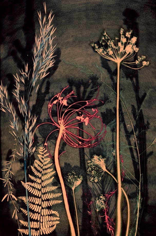 Pink Umbellifer (reproduction)