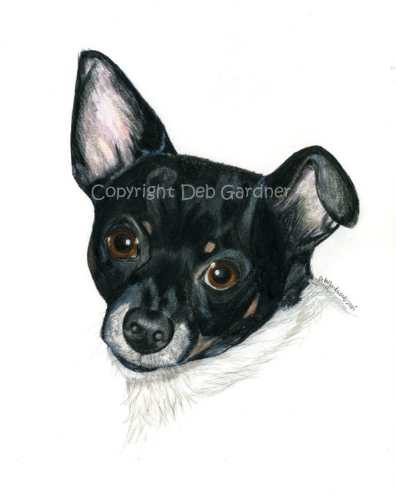 Rat Terrier Dog Art Print: Fine Art Giclee Signed by Deb Gardner - 8x10