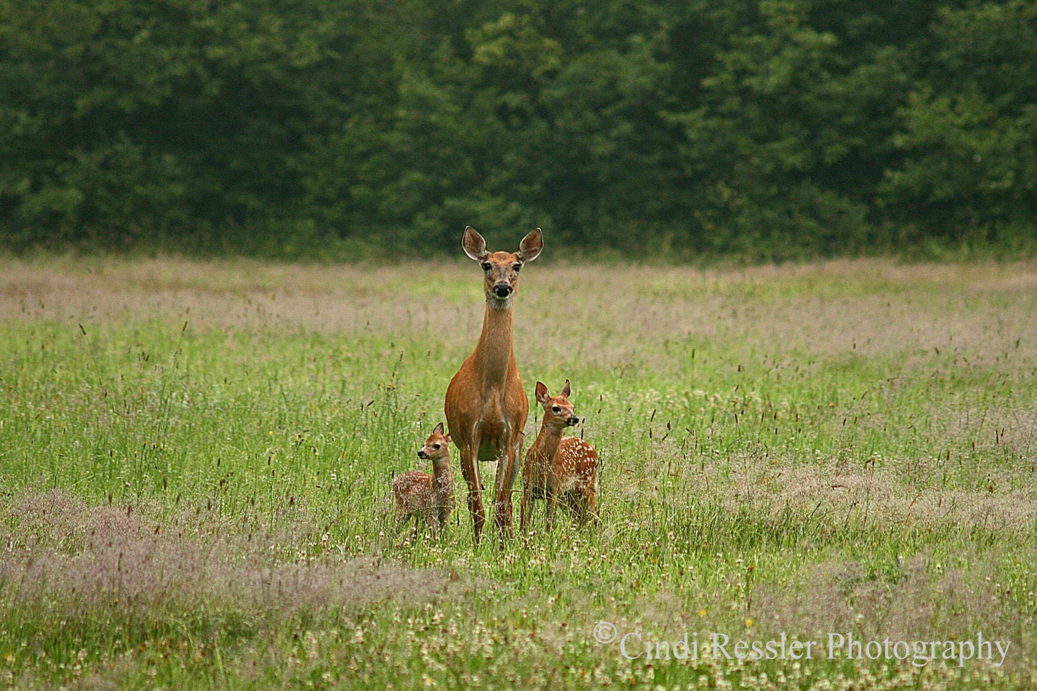 Doe with Twin Fawns, 8x12 FIne Art Photography, Nature Photography - CindiRessler