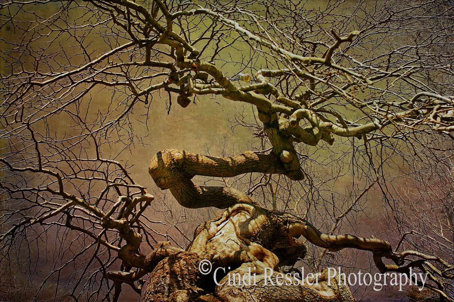 Wicked Tree 8x12 Fine Art Photography, Nature Photography - CindiRessler
