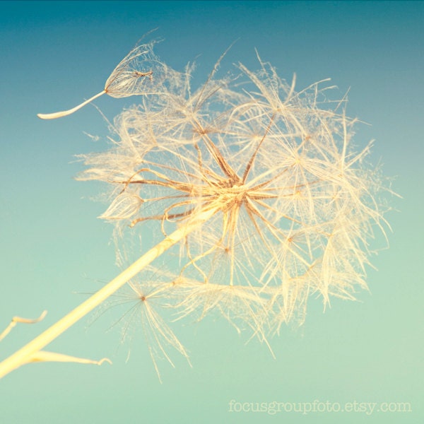 Dandelion Photograph Pastel Blue Turquoise Fine Art 5x5 Print by Kerry