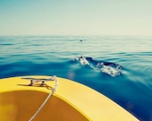 Ocean Photograph Dolphins Boat Sea 8x10 Metallic Print by Kerry