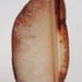 Brown Agate Slice, Large Drusy Pendant, Purple Druzy