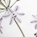 Blue Storm Agapanthus Fine Art Photograph 8x10 inches