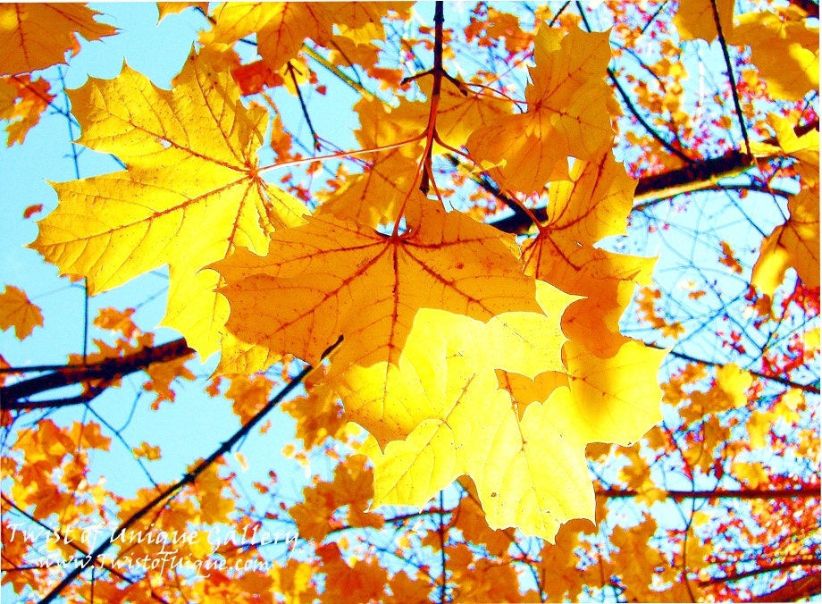 Yellow leaves,  fall leaves, Virginia Trees in fall, Nature and landscape prints, landsape photography-  Blue, yellow, red