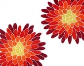 Ombre Mums, 8x10 Giclee Print of an Original Flower Painting