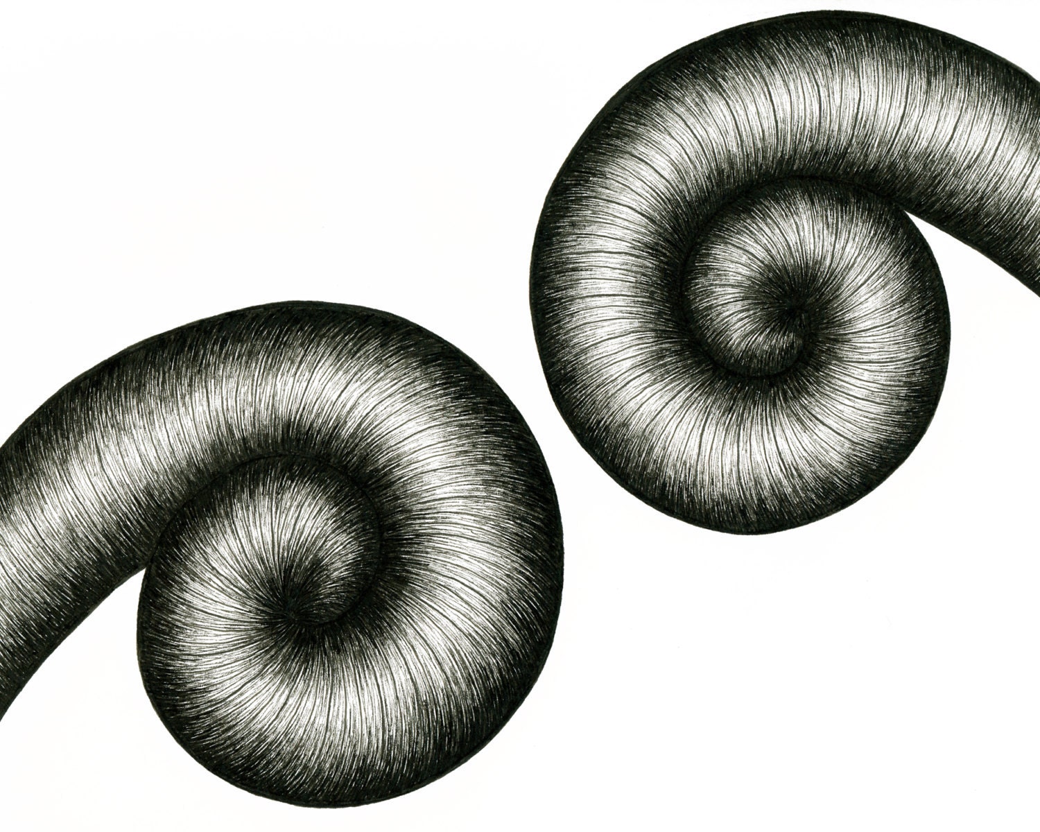 Spiral Out, 8x10 Giclee Print of an Original Pen and Ink Drawing