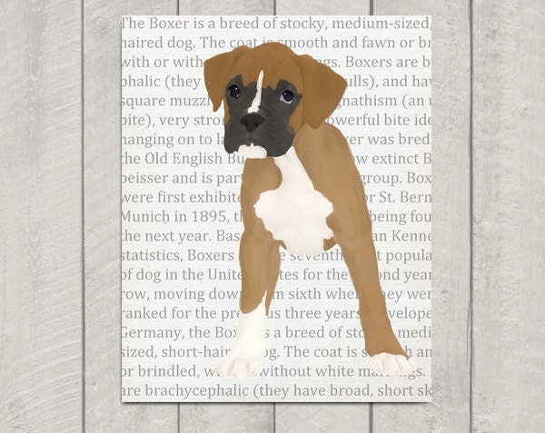 Fawn Boxer Art Print - Dog Art - 8x10